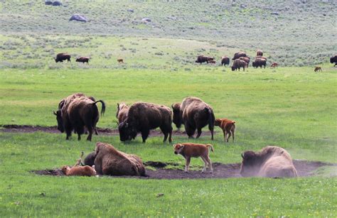 Beholding bison: A day in Yellowstone — Greater Yellowstone Coalition