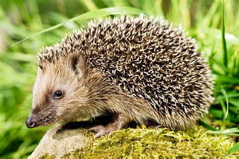 Conheça o ouriço pigmeu africano o hedgehog Petlove