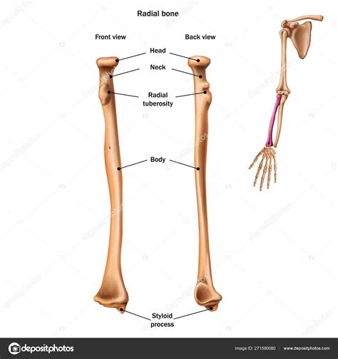 Radius Bone Diagram