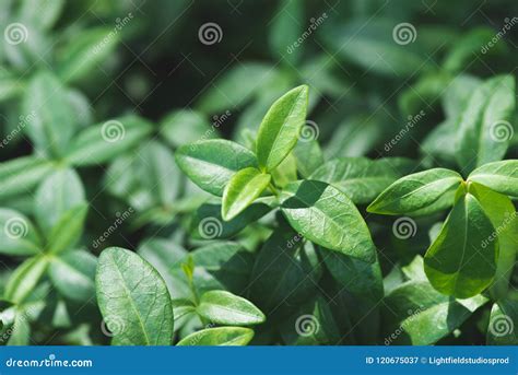 Folhas Do Verde Da Planta Do Vinca Imagem De Stock Imagem De Verde