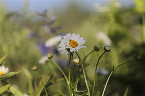 Chamomile Flowers Nature Wild - Free photo on Pixabay - Pixabay