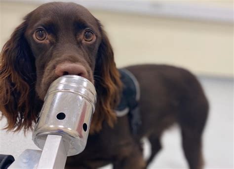 Hunde erschnüffeln Stress wissenschaft de