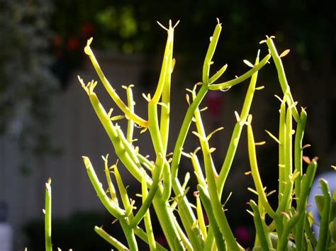 How To Successfully Grow Pencil Cactus A Field Guide To Planting Care