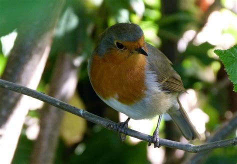 Bildet tre natur gren fugl dyreliv rød nebb naturlig robin