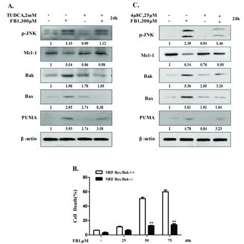 The Ire Mediated Activation Of The Mitochondrial Pathway Plays An