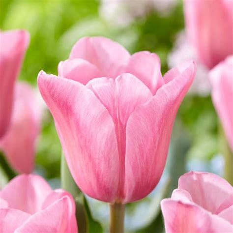 Garden State Bulb 12 Cm Mistress Triumph Tulip Flower Bulbs Pink