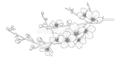 Ветка сакуры раскраска (Большой выбор фото) - drawpics.ru