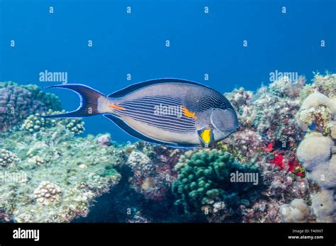 Sohal Surgeonfish Acanthurus Sohal Egypt Red Sea Red Sea Endemic