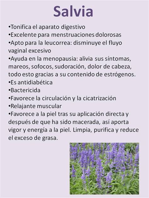 Propiedades Usos Y Beneficios De La Salvia Artofit