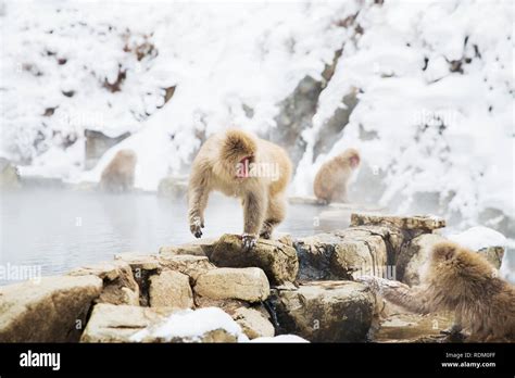 Japanese Macaques Or Snow Monkeys At Hot Spring Stock Photo Alamy