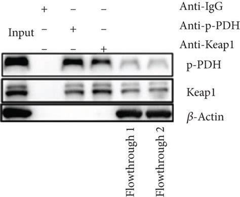 Pdk1 Inhibition By La Exerts Proapoptotic Effects Through Download