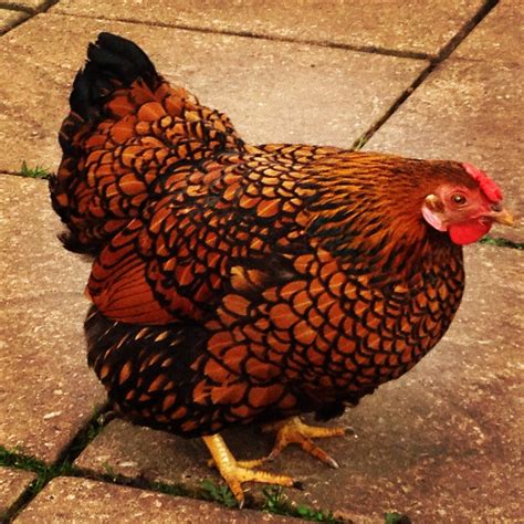 Wyandotte For Sale Chickens Breed Information Omlet