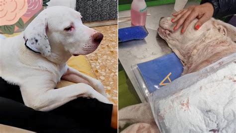 Voglio giustizia per Aron Il suo cane è stato accoltellato a morte