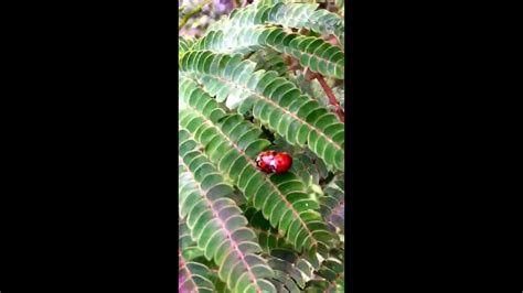 Lady Bugs Having Sex Youtube