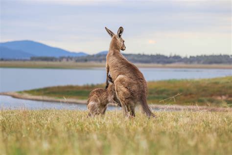 Cute Joey Kangaroos