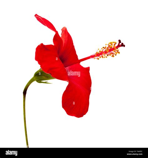 Single Red Hibiscus Flower Isolated On White Background Stock Photo Alamy