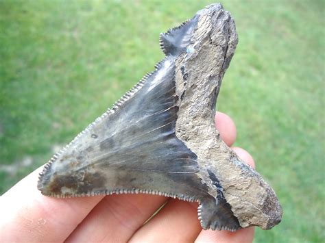 Big Wide Charcoal Auriculatus Shark Tooth Recently Sold Fossils