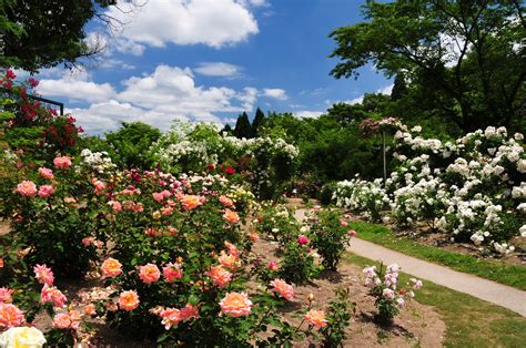 過去の写真～旬の花 （薔薇・湧永庭園） 綺麗な写真 日々出来事