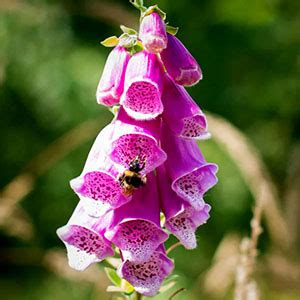 Foxglove Meaning in Fairytales, Medicine & Delightful Gardens Around ...