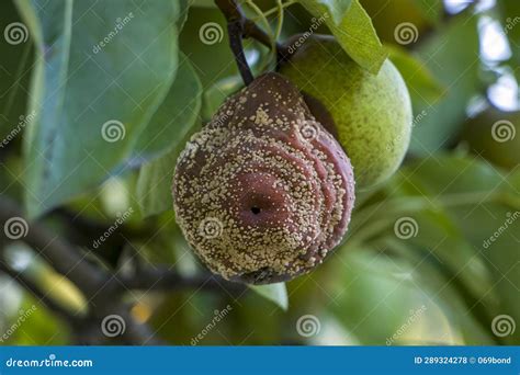 Pear Moniliosis Pears Rot On A Tree Fruit Rot Of Pear Stock Photo