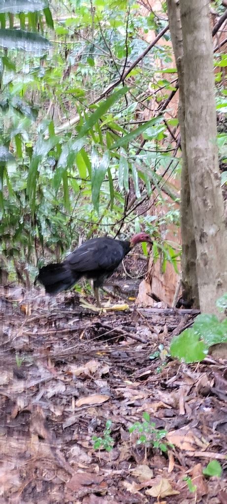 Australian Brushturkey From Douglas Qld Australia On March