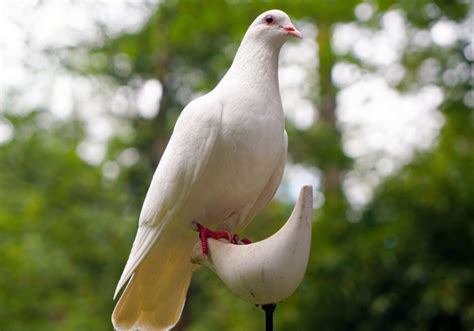 Spiritual Meanings Of White Dove Symbolism