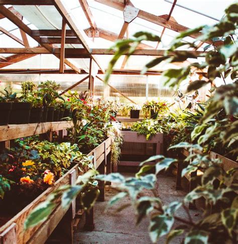 How To Use A Greenhouse For Mushroom Growing The Amazing Mushroom