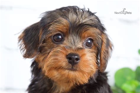 Silky Yorkiepoo Yorkie Poo Puppy For Sale Near York Pennsylvania