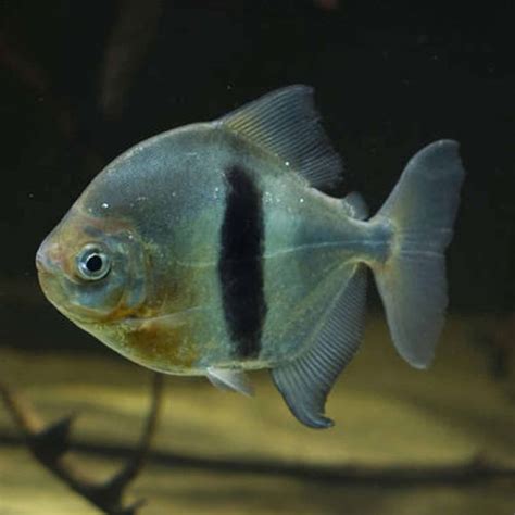 disk tetra myleus schomburkii aquatics   door