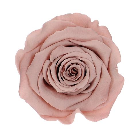 R A Wieczna Stabilizowana Nude Du A Blosmi Suszone Kwiaty I Trawy Do Wazonu I Dekoracji