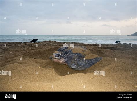 Adult Female Leatherback Sea Turtle Dermochelys Coriacea On A Sandy