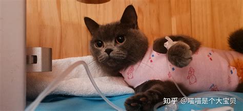 猫咪“绝育”后变化很大，网友：好像换了一只猫 知乎