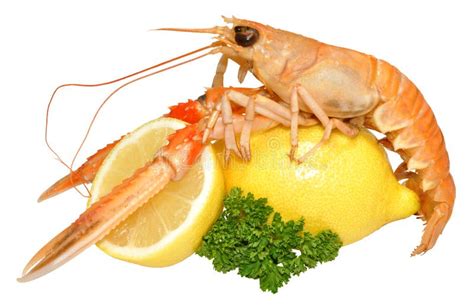 Langoustine Shellfish stock photo. Image of nutrition - 35269436