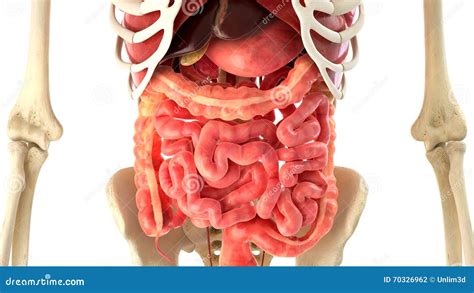 Rappresentazione Degli Organi Interni E Del Corpo Umano D