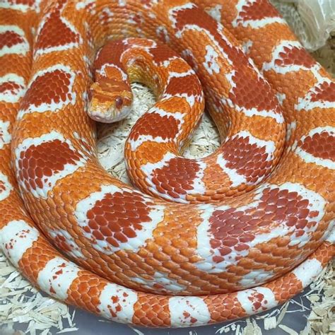 Corn Snake Morphs Chart Portal Posgradount Edu Pe