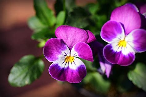 Pansy Flower Plant Free Photo On Pixabay Pixabay