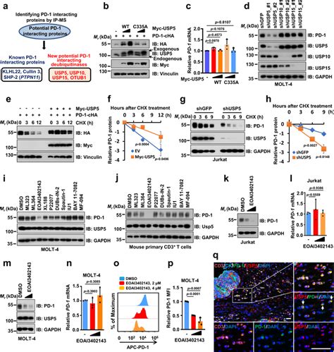 Identifying The Deubiquitinase Usp As A Positive Regulator For Pd A