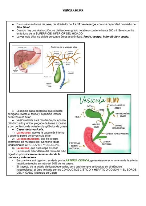 Vesicula Biliar ANATOMIA Y FISIOLOGIA Es Un Saco En Forma De Pera De