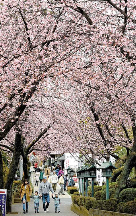 早咲きの安行桜、川口・密蔵院で見頃 山門へ延びる坂道に桜のトンネル、参拝客らでにぎわう｜埼玉新聞｜埼玉の最新ニュース・スポーツ・地域の話題