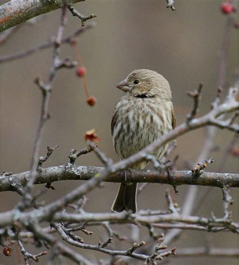 House Finches – A Beautiful Introduction