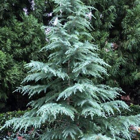 Deodar Cedar | Deodar Cedar for Sale — PlantingTree.com