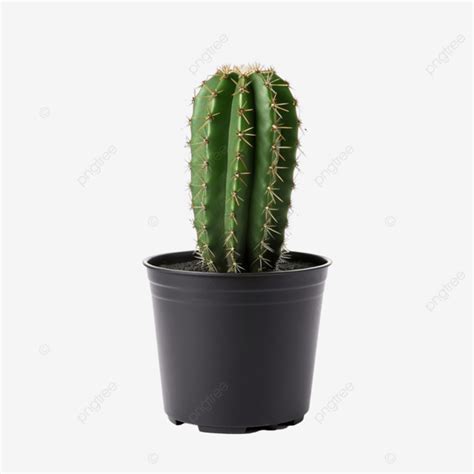 Cactus In Pot Clipart Black