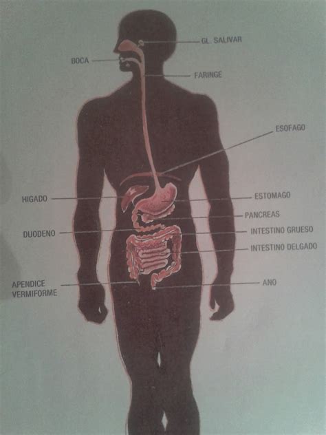 Estructura Biologica Y Funcional Del Ser Humano Los Alimentos