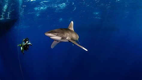 10 Fast Facts About Oceanic Whitetip Sharks - sharksinfo.com