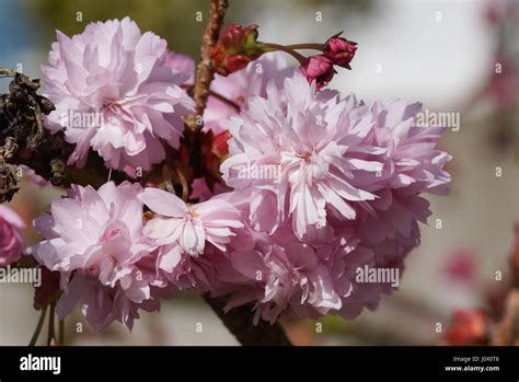 Hill Cherry Kiku Shidare Zakura Prunus Serrulata Stock Photo Alamy