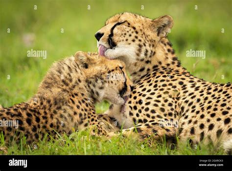 Cheetah Lying Down Hi Res Stock Photography And Images Alamy