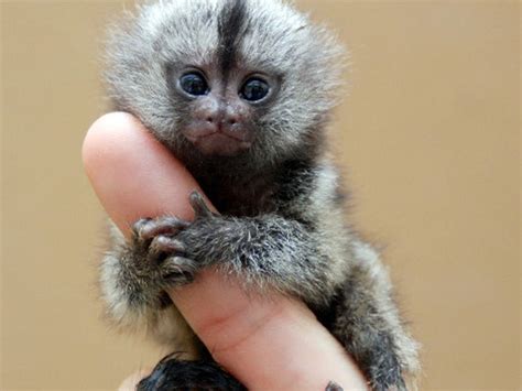 Worlds Smallest Animal Species