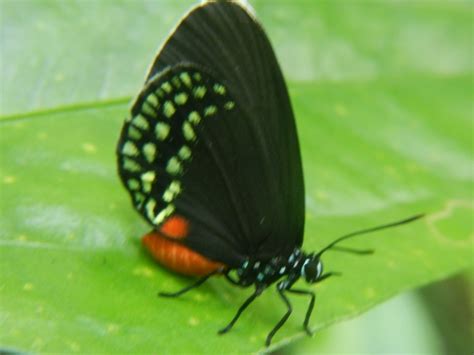 Mariposa sedosa chamalina Polinizadores diurnos del Jardín Botánico