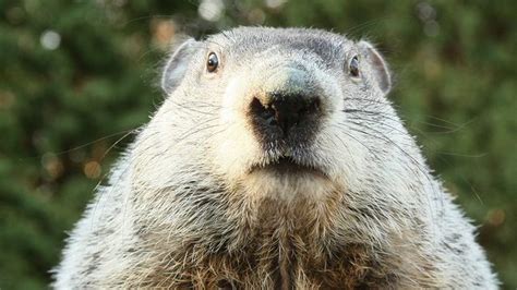 How To Watch Groundhog Day Live Stream Punxsutawney Phil And His