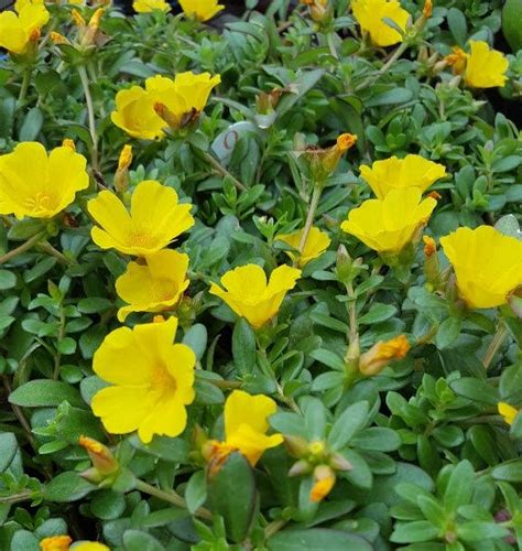 Portulaca Portulaca Oleracea Yellow Chrome From Hillcrest Nursery